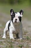 BOULEDOGUE FRANCAIS 431